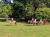 Horseback Riding in Tiuma Park