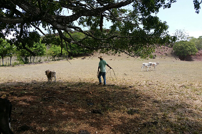 Local Dairy Farm Working Tour