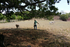 Local Dairy Farm Working Tour