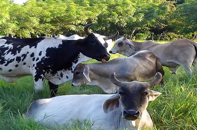 Local Dairy Farm Working Tour