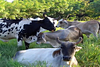 Local Dairy Farm Working Tour