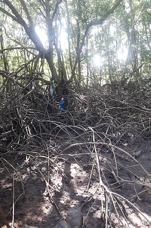 Mangrove Exploration Tour