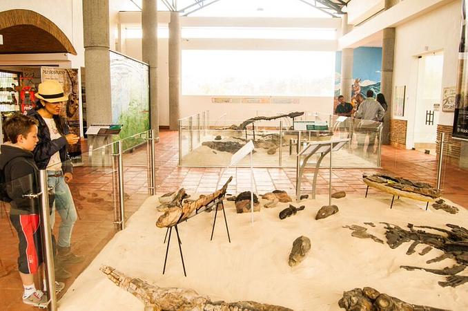 El Centro De Investigaciones Paleontologicas   Cip