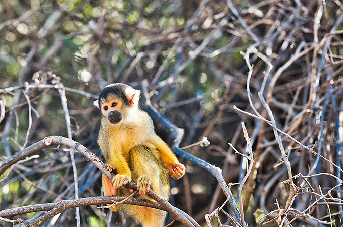 Madidi Y Pampas 5 Días 4 Noches 