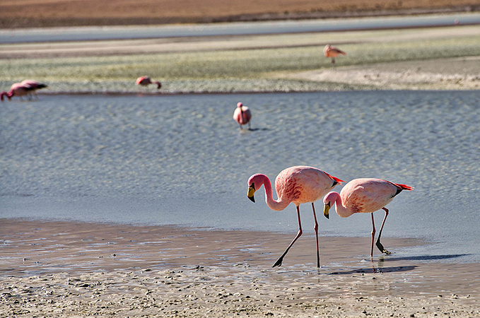 Salt Flats 3 Days 2 Nights Tour