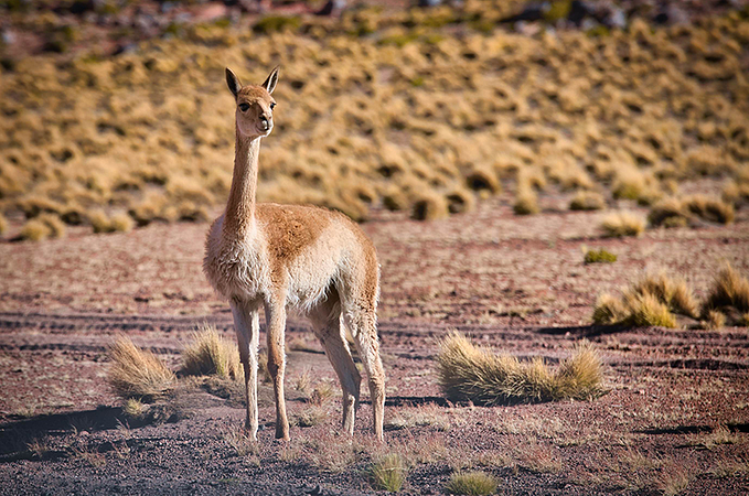 Parque Nacional De Sajama Y  Salar De Uyuni 3 Días / 2 Noche