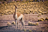 Salt Flats 3 Days 2 Nights Tour