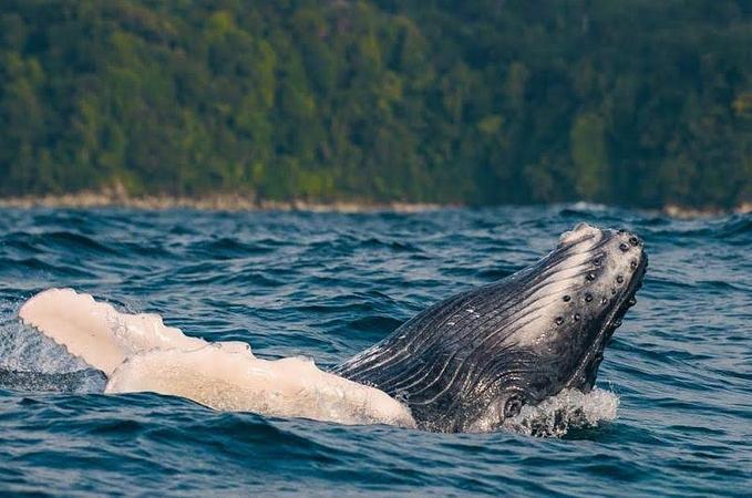 Avistamiento De Ballenas Nuquí