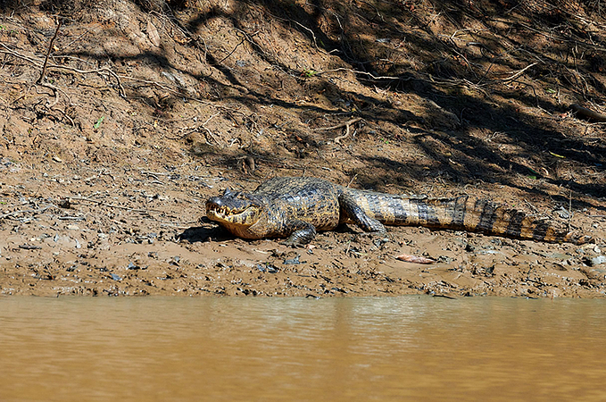 Madidi Eco Jungle 3 Days 2 Nights