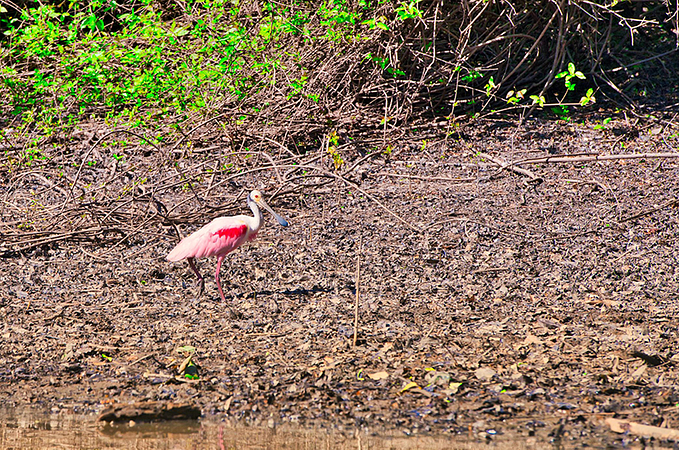 Madidi Eco Jungle 3 Days 2 Nights