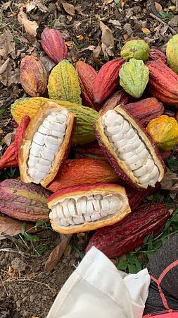 Cacao Mi Aura