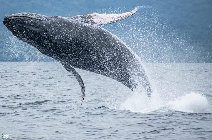 Avistamiento De Ballenas En Bahía Solano