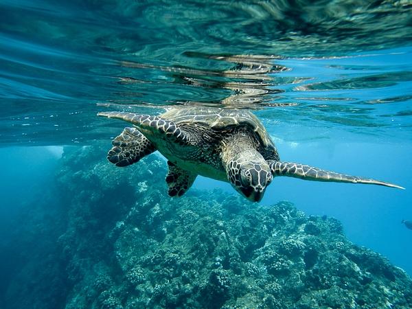 Galápagos Santa Cruz + Tour De Bahía 