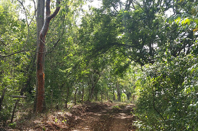 Tour Senderismo En Sabana