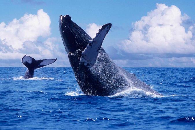 Pasadía De Avistamiento De Ballenas