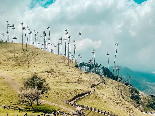 Tour Valle Del Cocora