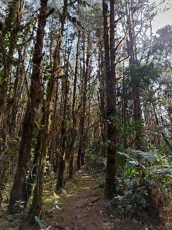 Senderismo En El Parque Nacional Natural Munchique