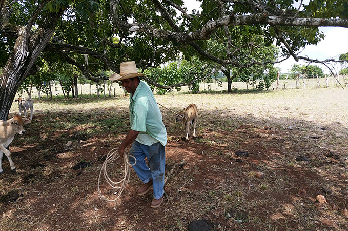 Tour Ordeño Manual En Granja Lechera