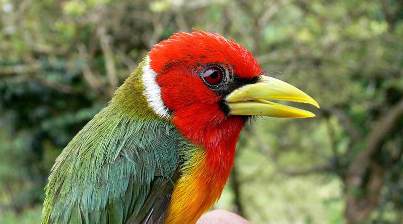 Senderismo En El Parque Nacional Natural Munchique