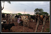 Hand-milking Dairy Farm Tour.