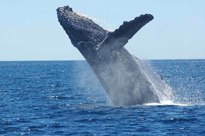 Avistamiento De Ballenas   La Maravilla De La Naturaleza.