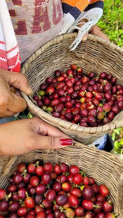 Finca Agroturistica Villamaria