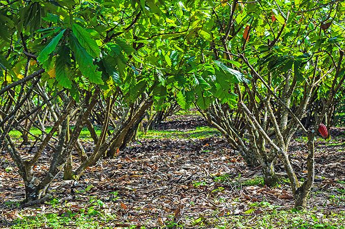 Recorrido Agroturistico Entre Saberes Y Sabores