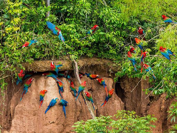 Yacumama Tambopata Ecolodge