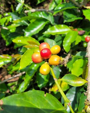 Finca Agroturistica Villamaria