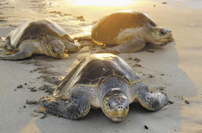  Overnight Marine Turtle Tour