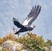 Avistamiento del Condor en PNN Puracé y Termales de San Juán